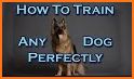 Puppy Training - Puppy Perfect Pro related image