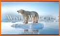 Winter: Animals & Nature related image