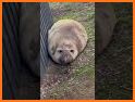 The Seal related image