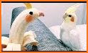 Fluffy Birds : Pet Life related image