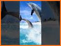 Dolphin HD Wallpaper related image