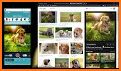 Dog Breed Scanner– Dog Breed Identifier by Picture related image