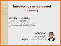 Dental Anatomy Pro. related image