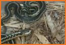 Popular Snake Wars vs Worm related image