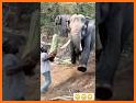 Elephant Rush related image