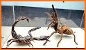 Guess Scorpion Animal Pic related image