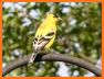 Yellow Bird related image