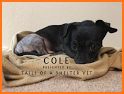 Cole Vet related image