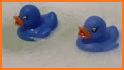 Blue Duck related image