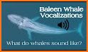 Baleen Whale related image