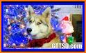 Xmas Dog WF by HuskyDEV related image