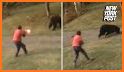 Chicken Shooter - Animal hunting 2019 related image
