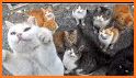 Cats island related image