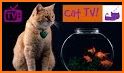 Tv Cat related image