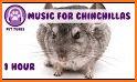 Chinchilla Sounds related image