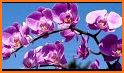 Beautiful Orchids Keyboard Background related image