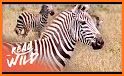 Zebra related image