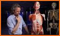 Penis Anatomy Encyclopedia related image