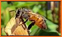 BeeShort related image