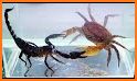 Crab Fight Infinity related image