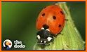 WALLPAPER LADY BUG HD 🐞 🐞 related image