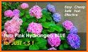 Hydrangea skin for Next SMS related image