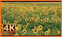 Sunflower Garden Keyboard Background related image