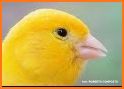 Canary Sounds related image