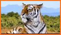 Tigers Live Wallpaper related image