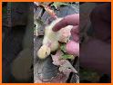 Baby Duck Puzzle - Download Free Baby Duck Puzzle related image