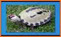 turtle Survival related image