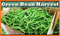 Green bean KSJH1 related image