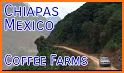 Cacao-Coffee Farm related image