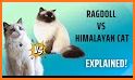 Ragdoll FaceOff related image