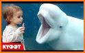Fun Whale & My Dolphin Show Game For Kids Free🐋🐬 related image