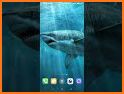 Sharks Live Wallpaper related image