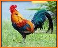 Rooster Alarm and Ringtone Sounds related image