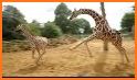 Giraffe Run! related image