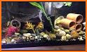 Cichlid Heaven related image