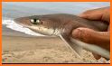 Catch Baby Shark related image