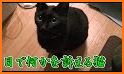 OH!myにゃんこ！可愛すぎる猫アプリ related image