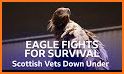 BMD Vets related image