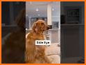 Golden Retriever Simulator related image