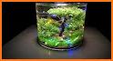 Fish Tank Ideas related image
