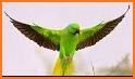 Parrot Wallpaper Hd related image