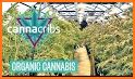 Cannabis Farm related image