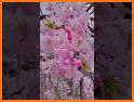 Monah - Cherry blossom is a beautiful flower related image