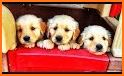 Puppy Games Kids - Cool Puppies for Cool Kids related image