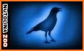 Crow Sounds related image