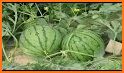 tips cara menanam semangka yang berkualitas related image